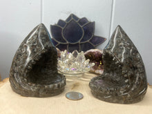 Load image into Gallery viewer, Firestone Sharks