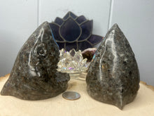 Load image into Gallery viewer, Firestone Sharks