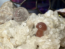 Load image into Gallery viewer, Mini Mushrooms